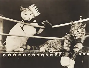 Loser: Cat fight