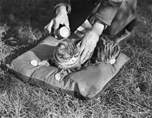Unsuspecting: CAT FLEA POWDER
