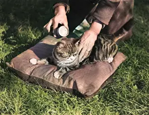 Unsuspecting: CAT FLEA POWDER