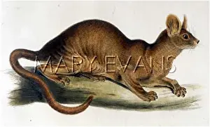 Ferox: CAT / FOSSA 1835