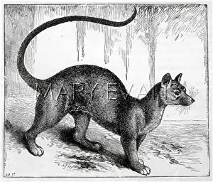 Ferox: CAT / FOSSA 1893