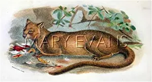 Fossa: CAT / FOSSA C1860