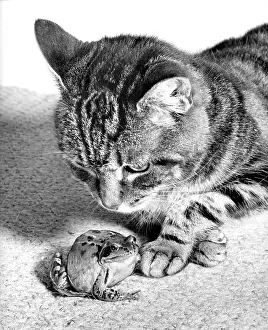 Reptiles: Cat and Frog