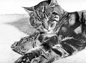 Reptiles: Cat and Frog