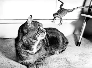 Reptiles: Cat and Frog