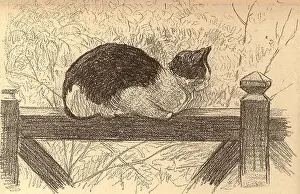 Thicket: The Cat On The Gate