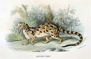 Genet: CAT / GENET C1860