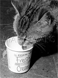 Lapping: CAT GETS THE CREAM