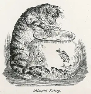 Tempts: CAT AND GOLDFISH