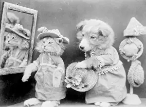 Doggy: CAT IN HAT SHOP