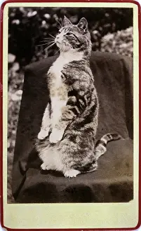 Lesley Bradshaw: CAT ON ITS HAUNCHES