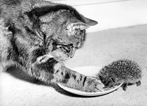 Saucer: Cat and Hedgehog
