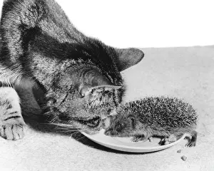 Saucer: Cat and Hedgehog