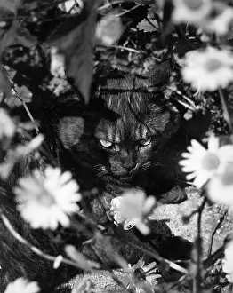 Robin Adler: Cat hiding under flowers