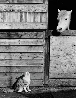 Basking: Cat and horse enjoying the sunshine