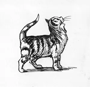 Cats: Cat illustration
