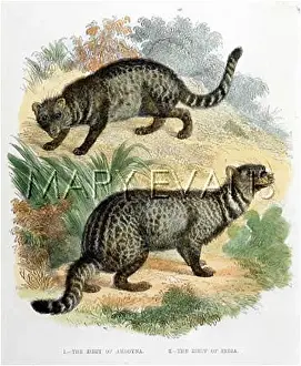 Civet: CAT / INDIAN CIVET C1880