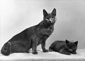 Protectively: CAT AND KITTEN