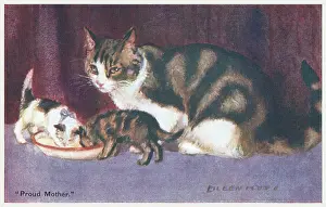 Geographia: Cat & Kittens