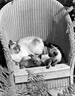 Basking: Cat and two kittens in a garden chair