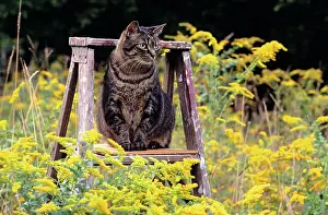 Pussycat: Cat on Ladder in Field of Goldenrods