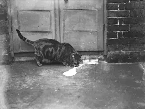 Spilt: CAT LAPS UP SPILT MILK