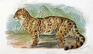 Clouded: CAT / LEOPARD C1860