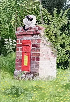 Letterbox: Cat and Letterbox