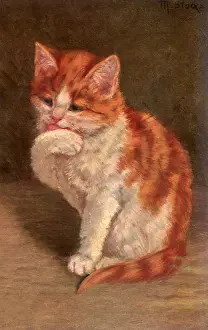 Licking: Cat Licking Paw