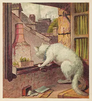 Contemplates: CAT LOOKS OUT OF WINDOW