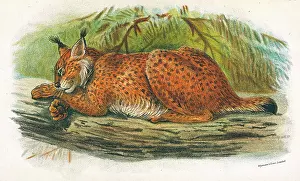 C1860: CAT / LYNX C1860