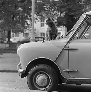 Shorthair: Cat on a Mini