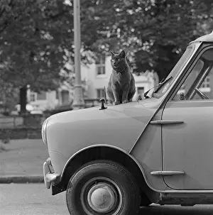 Shorthair: Cat on a Mini