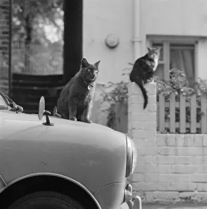 Shorthair: Cat on a Mini