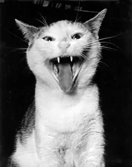Yowling: Cat with its mouth open