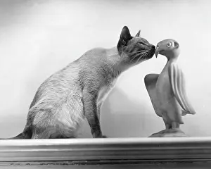Objet: CAT & OBJET D'ART