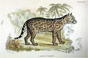 Pardalis: CAT / OCELOT C1860