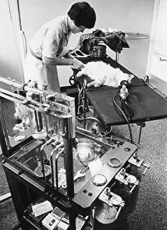 Tumour: CAT ON OPERATING TABLE