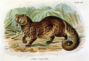 Civet: CAT / PALM CIVET 1860