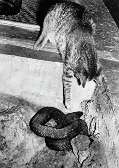 Grasping: Cat pawing snake