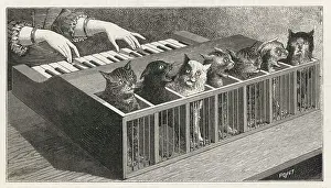 Variations: Cat Piano