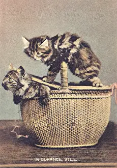 Emerge: Cat Prisoner
