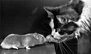 Encounter: Cat and rat