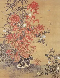 Leaved: Cat Under a Red Leaved Shrub