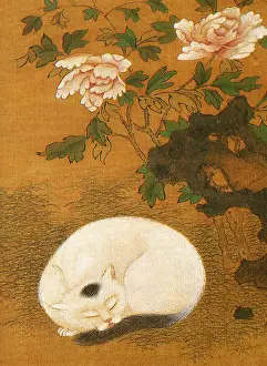 Peacefully: Cat, Rock and Peonies