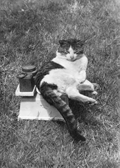 Imperious: CAT ON THE SCALES