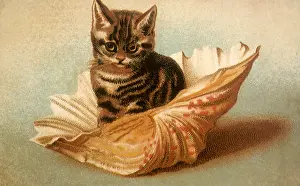 Seashell: Cat in Seashell