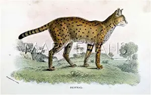 Serval: CAT / SERVAL C1860