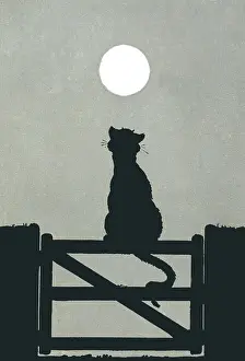 Cats: Cat sits on fence