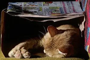Ger002: Cat Sleeping in a Brown Paper Bag with Just Head